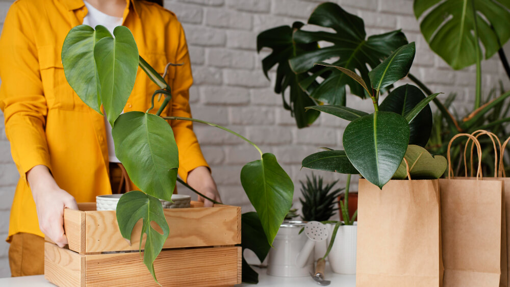 Plant-Based Packaging for Online Stores