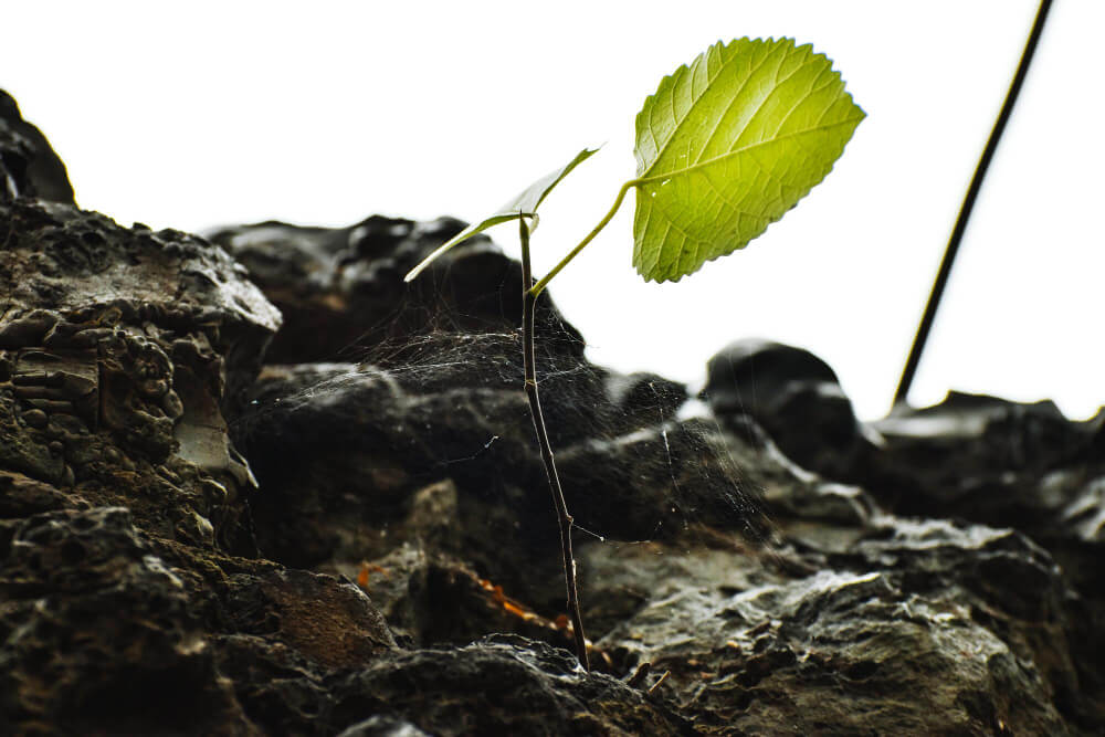 Henkel & Ravenwood Boost